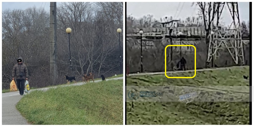 VIDEO. Sătmăreni atacați de haite de câini pe dig, în municipiul Satu Mare