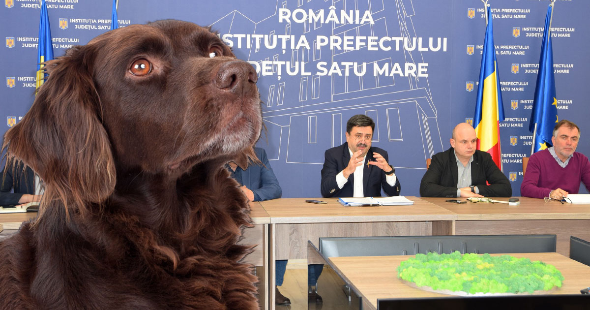După repetate semnale de alarmă, se caută soluții pentru problema câinilor fără stăpân din județ