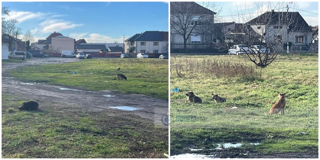 VIDEO. Haite de câini în Satu Mare. Martor: ”Uneori se iau după oameni, devin agresivi”