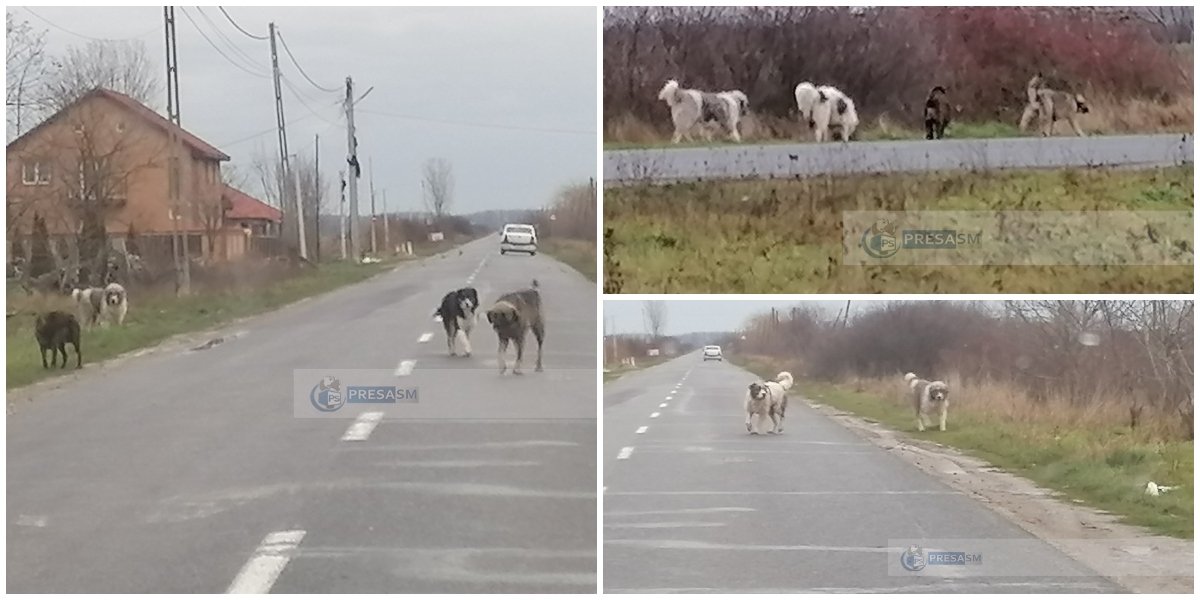 FOTO. Haite de câini sălbăticiți la periferia Sătmarului. Problema, aruncată în cârca comunelor