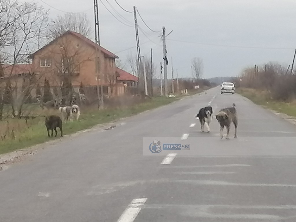 Un proiect PSD-UDMR poate agrava problema maidanezilor. Stăpânii de metiși nu vor mai fi obligați să îi sterilizeze