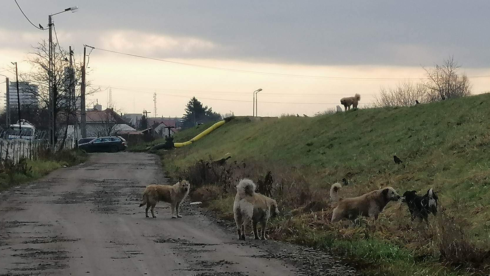 Controale DSVSA: Avertismente pentru opt primării din județ, din cauza câinilor comunitari. Două cabinete veterinare, amendate