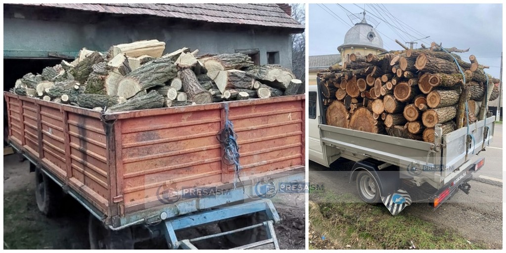 FOTO. Lemne confiscate cu tonele de Poliție în județul Satu Mare. Amenzi pe bandă rulantă