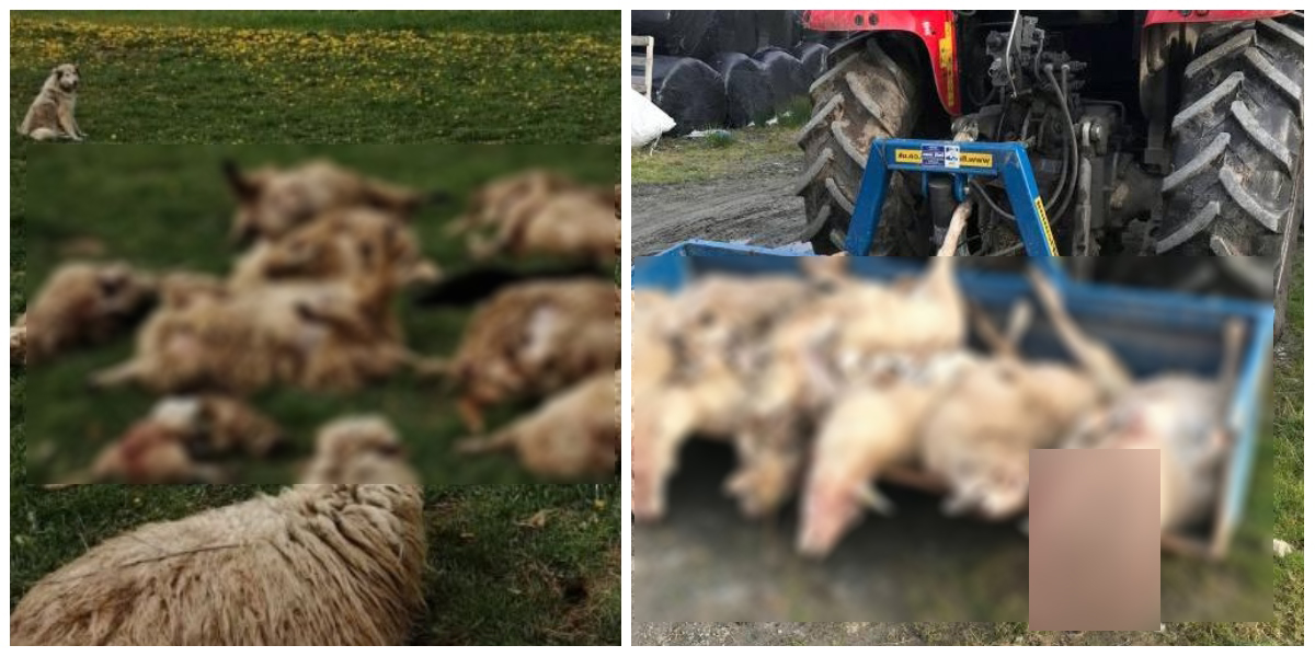 Justiție, nu glumă! A ucis zeci de oi/capre cu tractorul și a scăpat nepedepsit, în Ardud