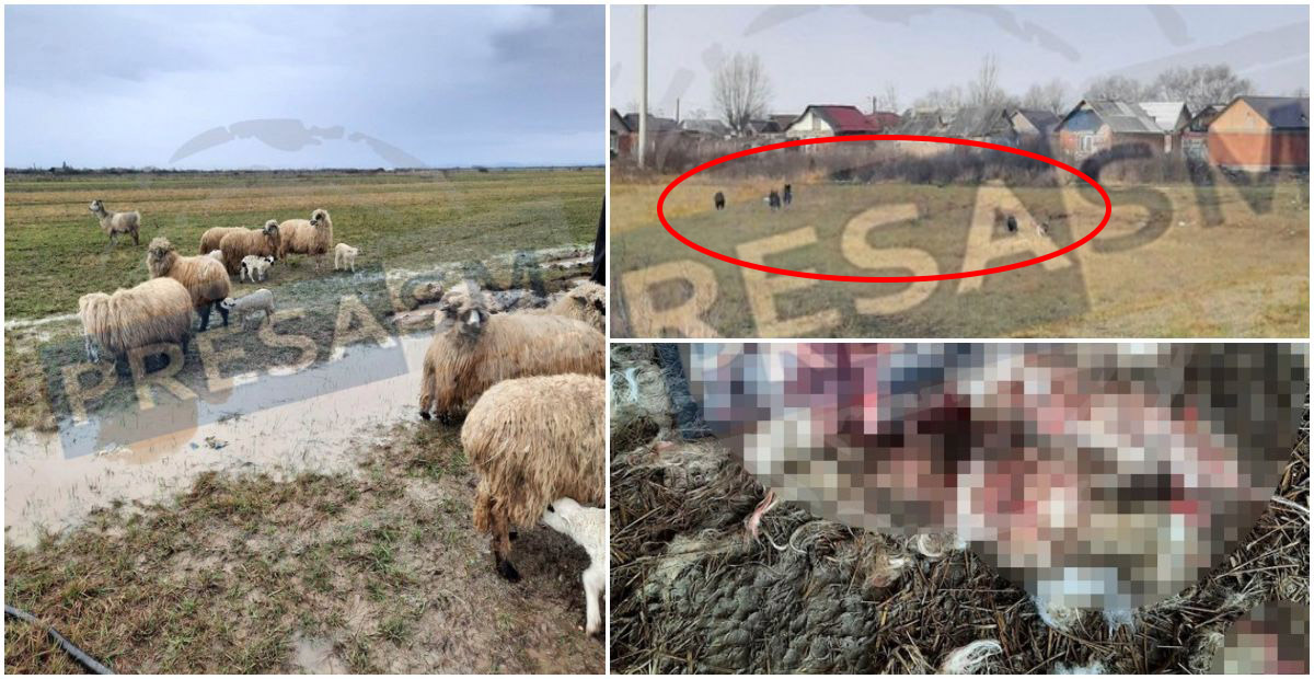 FOTO/VIDEO. Haitele de câini ucid animale în municipiul Satu Mare. Atacă inclusiv oameni
