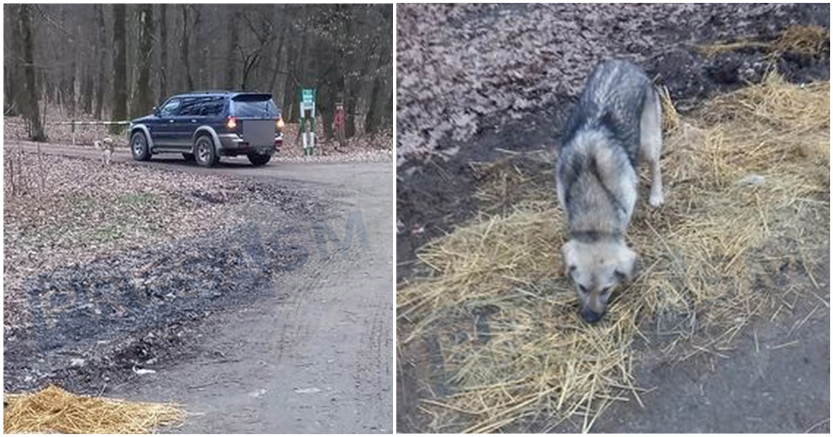 FOTO/VIDEO. Cum ajung pădurile sătmărenilor pline de câini fără stăpân. Sunt aduși cu mașina, abandonați în parcări