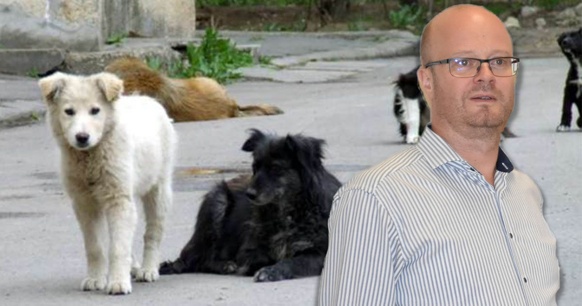 Primarul Kereskényi, nemulțumit de situația câinilor fără stăpân. ”Teroriștii verzi” ar fi de vină