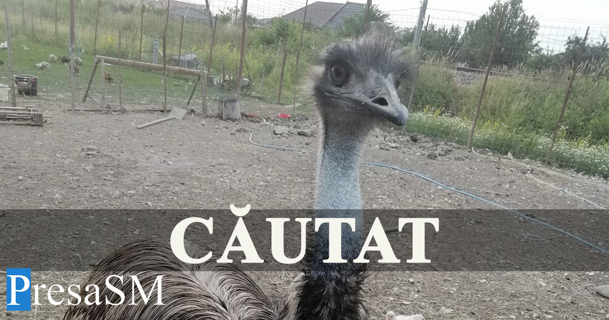 FOTO. Anunț mai puțin obișnuit. Un struț s-a pierdut pe străzile Sătmarului
