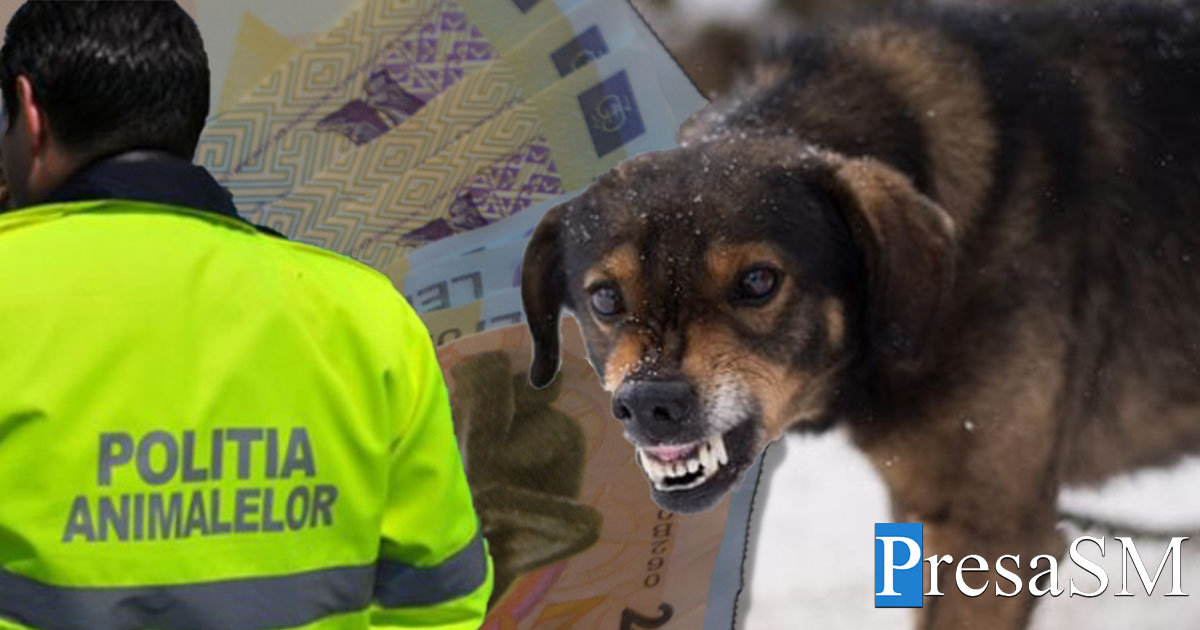 Amendă de mii de lei pentru un sătmărean, proprietar de câine. Patrupedul a mușcat-o pe vecină. Femeia a ajuns la spital