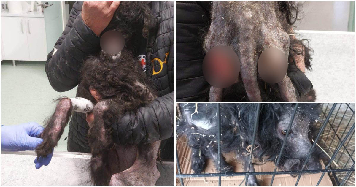 FOTO. Câine găsit mai mult mort decât viu, legat cu fier la gât și răni de nedescris. E nevoie de ajutor pentru tratament