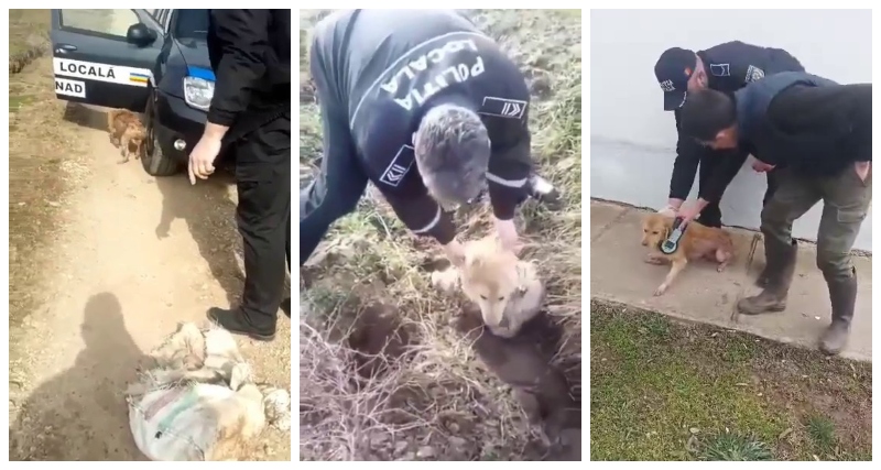 FOTO. Cruzime în județul Satu Mare! Câine bolnav, legat într-un sac, aruncat în șanț