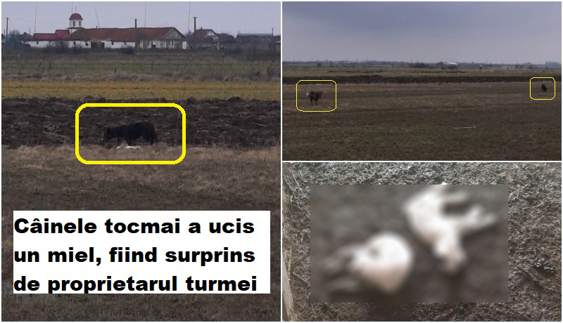 VIDEO. Imagini dramatice în municipiul Satu Mare. O haită de câini a ucis mai multe animale domestice