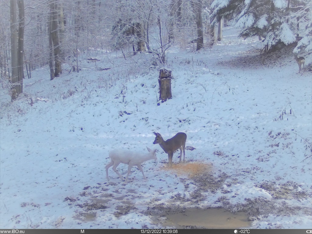 FOTO. Imagini rare în Parcul Bucegi. Apariția surprinzătoare a unei căprioare albe