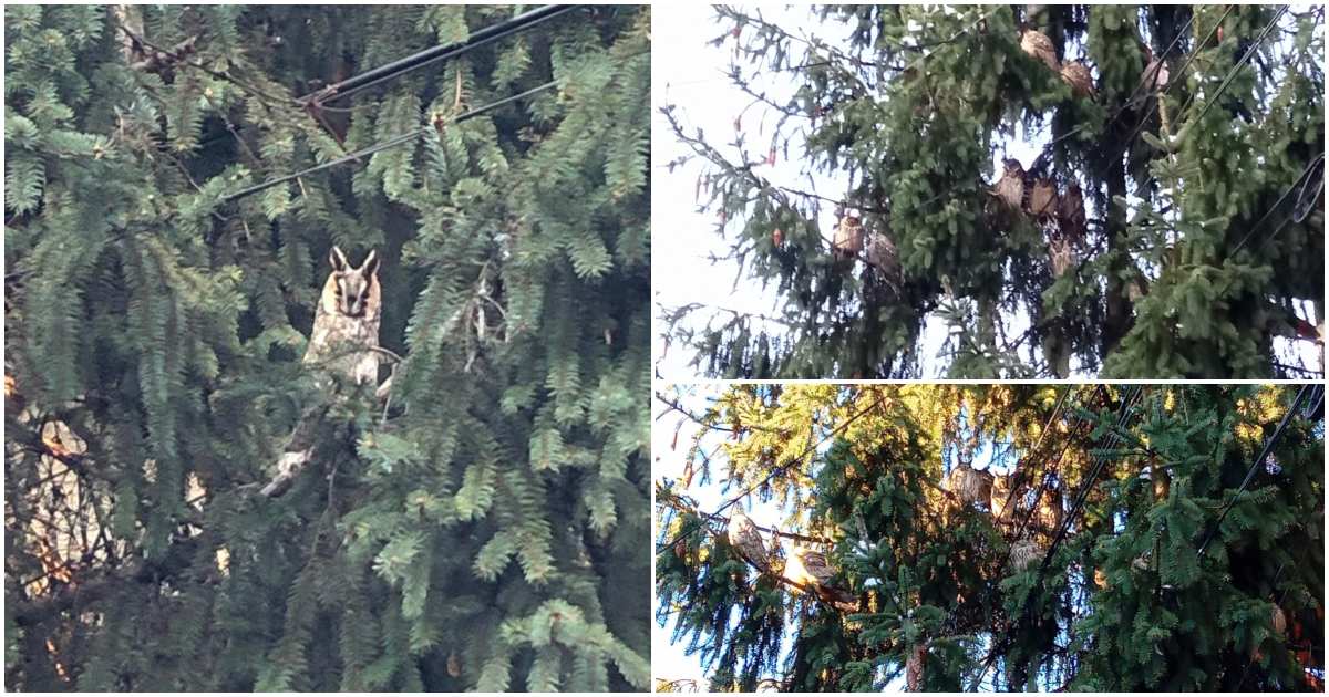 FOTO. Colonie de ciufi în zona centrală a municipiului Satu Mare. Garda de Mediu subliniază importanța copacilor din oraș