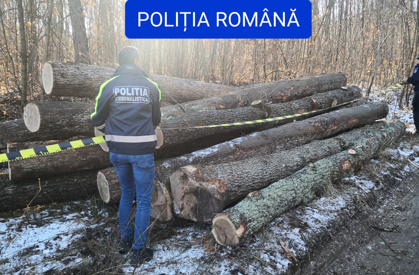 Percheziții și în Satu Mare la mafia pădurilor. Rețineri și prejudiciu de milioane de lei