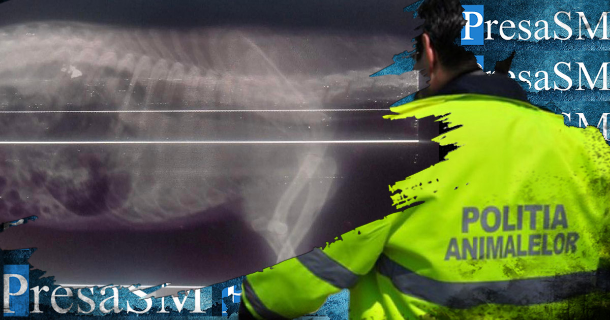 BRUTAL. Un sătmărean și-a ucis câinii cu mâinile goale dintr-un motiv greu de imaginat