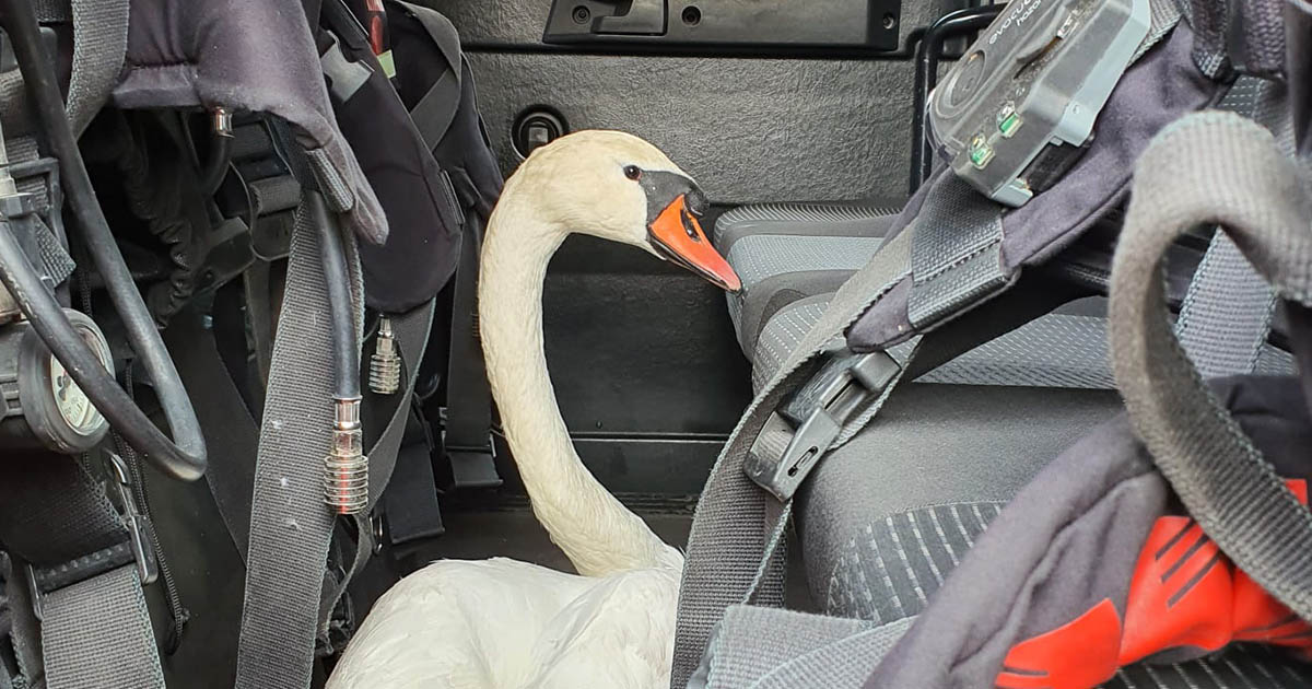 FOTO. Intervenție mai puțin obișnuită pentru niște pompieri. Au mers cu lebăda după ei la incendiu