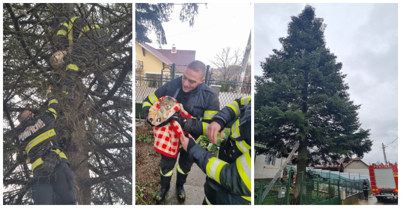 FOTO. Pisică, hăituită de o haită de câini, salvată de pompierii sătmăreni