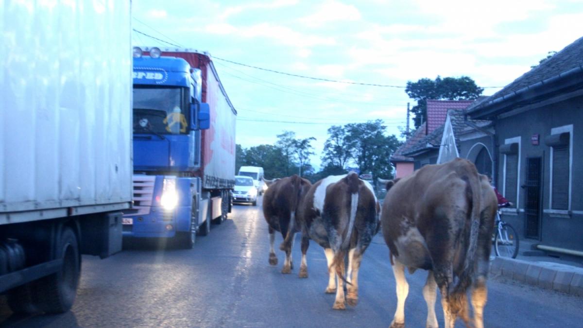 Bătaie între sătenii din Valea Vinului din cauza unei ciurde! Pari, spray lacrimogen și multă Poliție