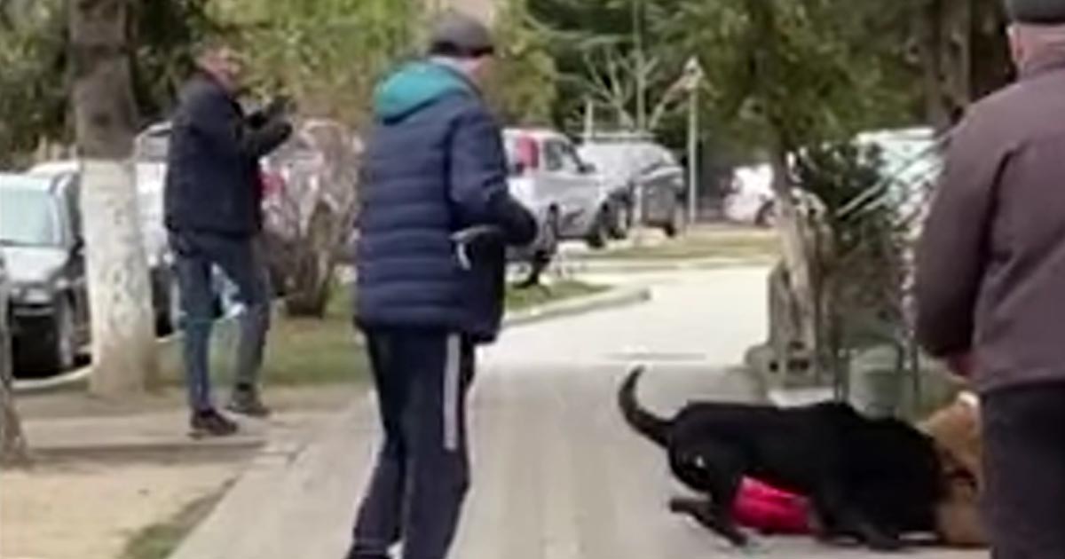 VIDEO. Scene șocante pe strada unui oraș din țară. Bătrână pusă la pământ și mușcată de geacă de un câine agresiv