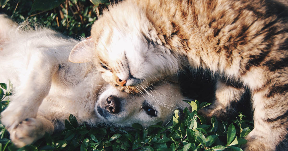 Apelul Primăriei Satu Mare: Sătmărenii au obligația de a steriliza, microcipa și vaccina animalele de companie