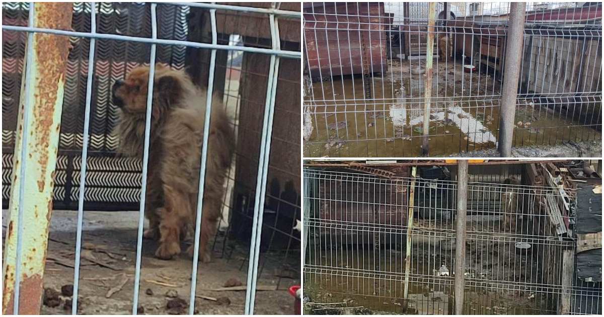 FOTO. Cățel ținut pe lanț, cu blide goale, în padoc infect, plin cu fecale. O sătmăreancă reclamă cazul de abuz