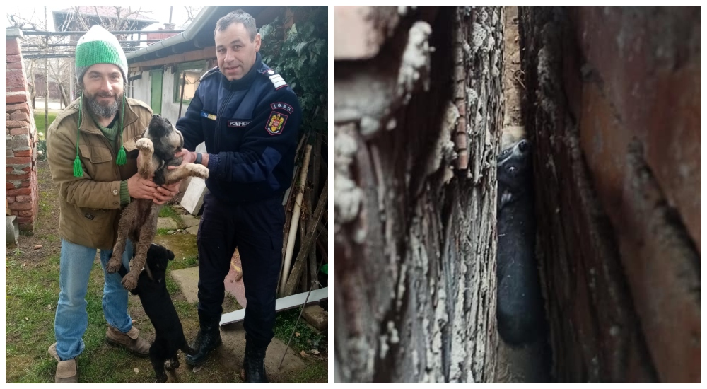 FOTO. Căței salvați de pompierii din Carei. Orice viață contează!