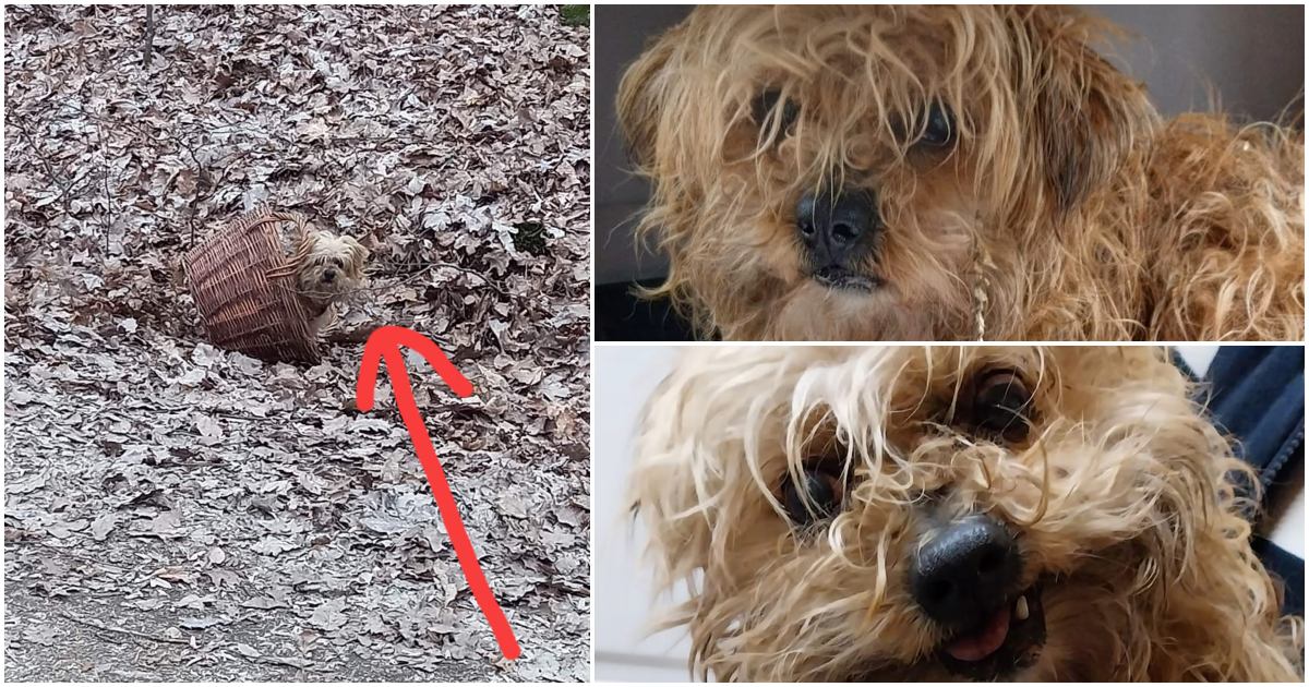 FOTO. Cățeluș bătrânel, care nu mai vede bine și fără dințișori, abandonat într-un coș, într-o pădure din Satu Mare