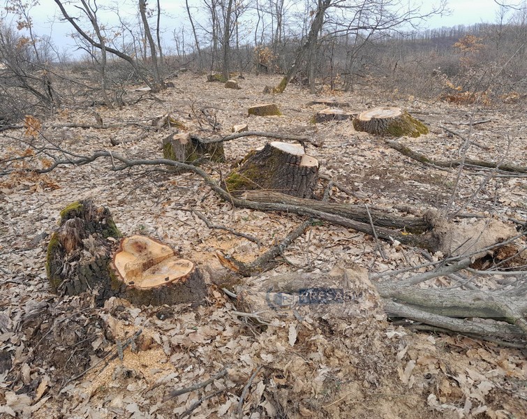 FOTO. Copacii nimănui din Sătmar! Cum se taie ”la ras”, fără ca statul să reacționeze. La propriu!