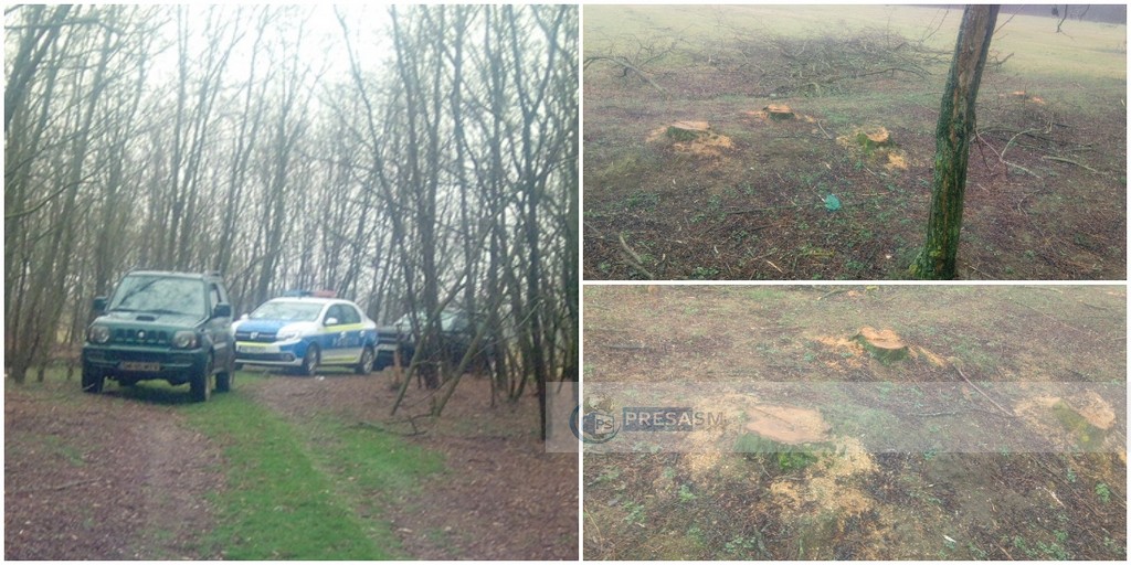 FOTOGALERIE. Cum se fură pădurile sub ochii autorităților în județul Satu Mare