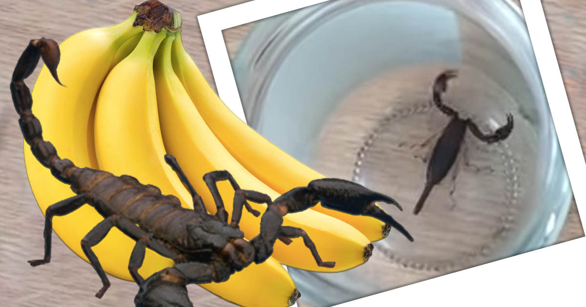 VIDEO. Femeie la spital după ce a fost înțepată de scorpionul ascuns printre banane