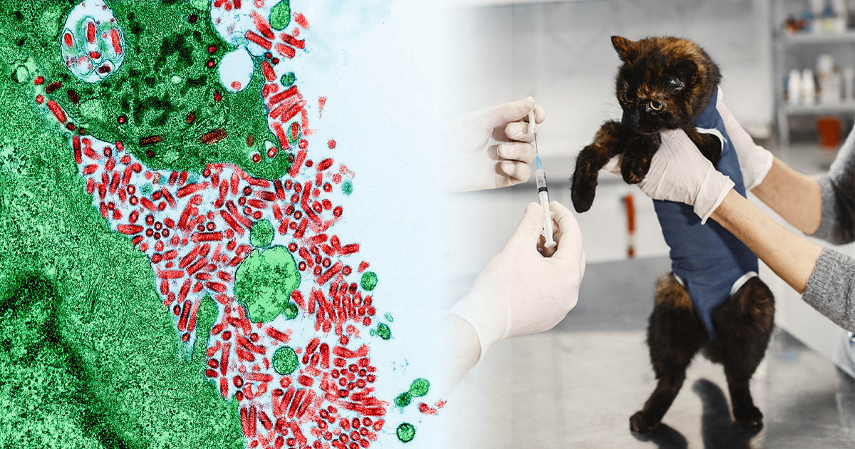 Focar de rabie în Satu Mare. Proprietarii de câini și pisici, îndemnați să își vaccineze de urgență animalele