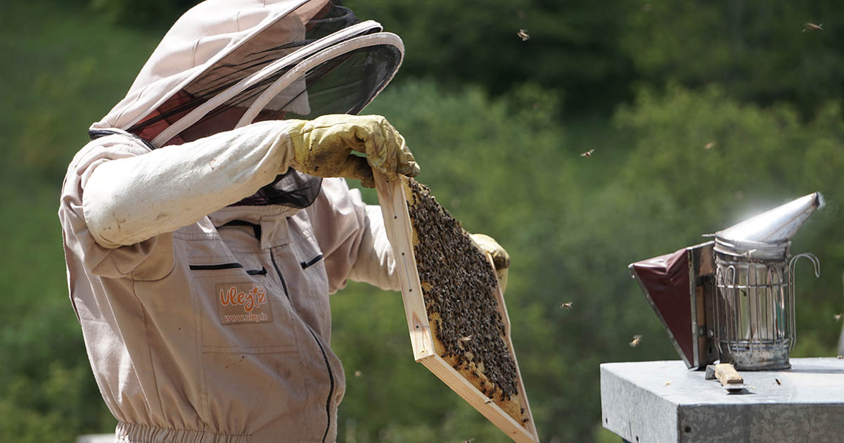 A pus ochii pe albinele oșanului. Bărbatul din Bixad a crezut că a dat lovitura