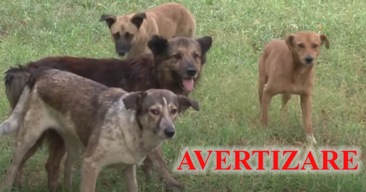 DSVSA Satu Mare, avertisment transmis primăriilor din județ. Recomandări pentru proprietarii de animale de companie