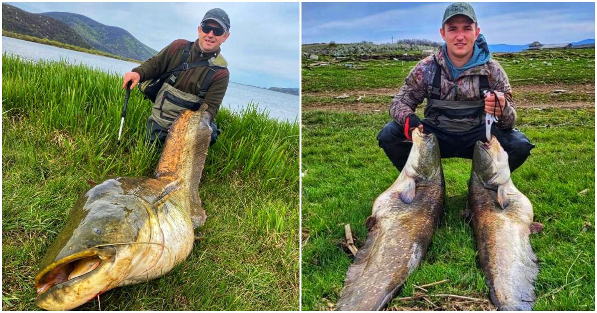 FOTO. Captură spectaculoasă la Călinești-Oaș. Un pescar a scos din ape un "monstruleț" de 70 kg