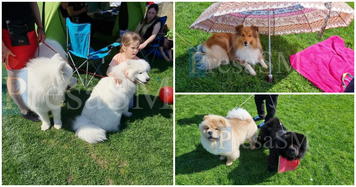FOTO/VIDEO. Sute de patrupede, inclusiv rase mai puțin obișnuite, la expoziția de câini din Satu Mare