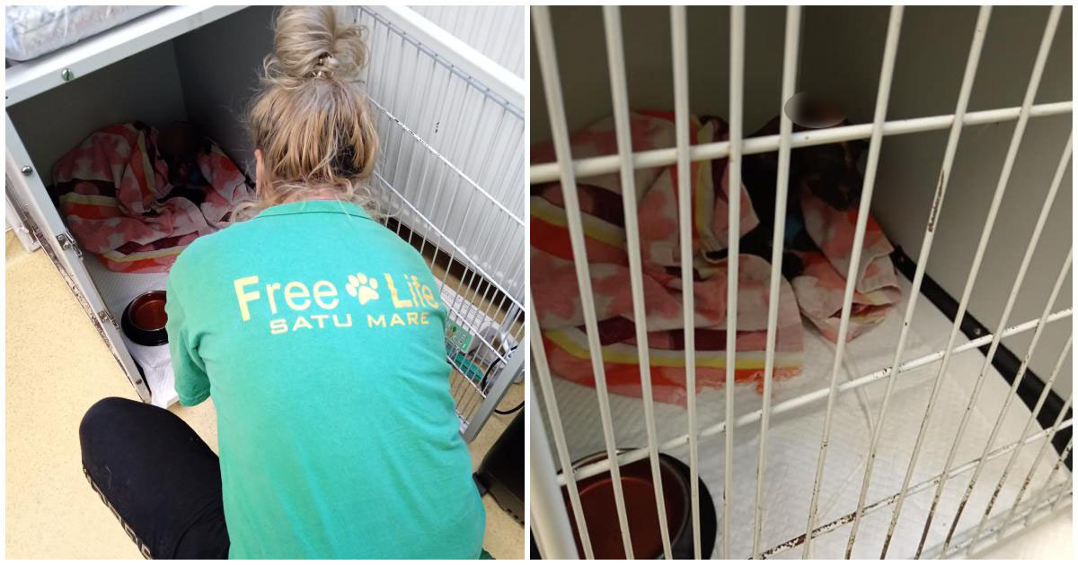 FOTO. Hope, cățelușa salvată din flăcări, are nevoie de o familie iubitoare și răbdătoare. Și-a pierdut vederea