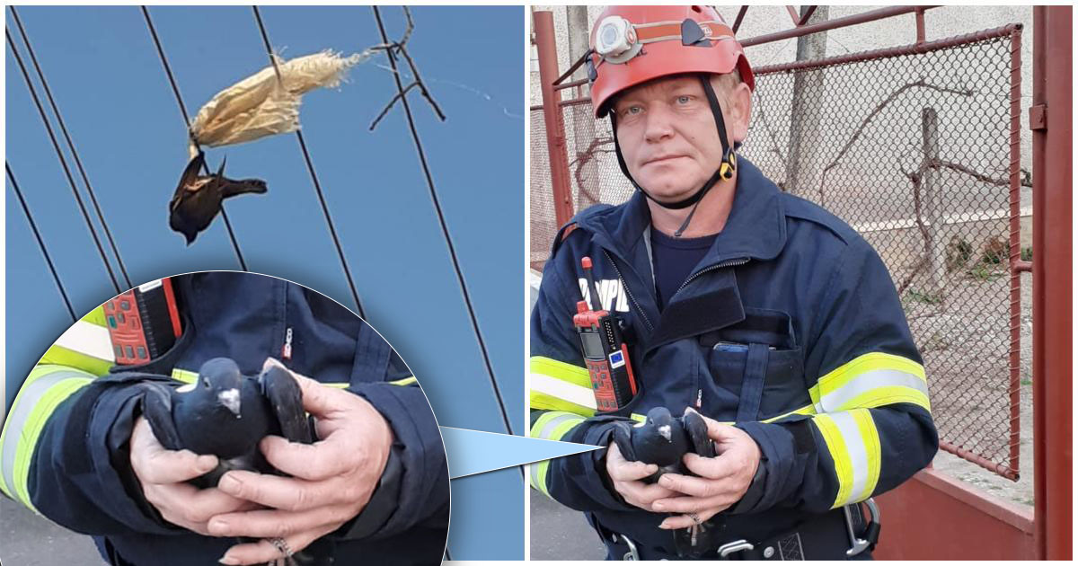 FOTO. Acțiune de salvare mai puțin obișnuită. Pompierii sătmăreni au redat zborul unei păsări prinse între cablurile electrice