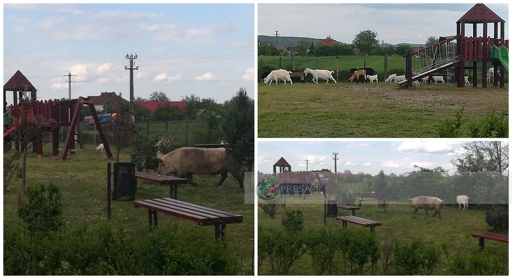 FOTO. Ca la noi, la nimeni. Primul ”parc de joacă” pentru animale, în județul Satu Mare