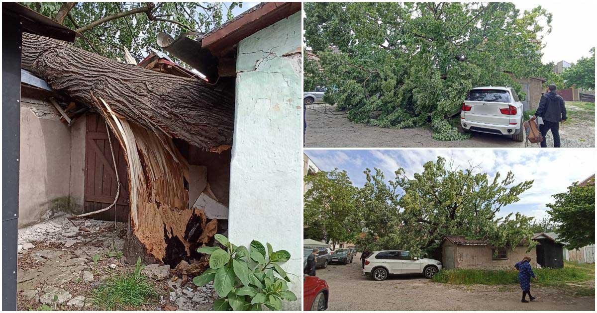 FOTOGALERIE. Copac rupt din rădăcină în centrul Sătmarului. A căzut peste garaje și mașini