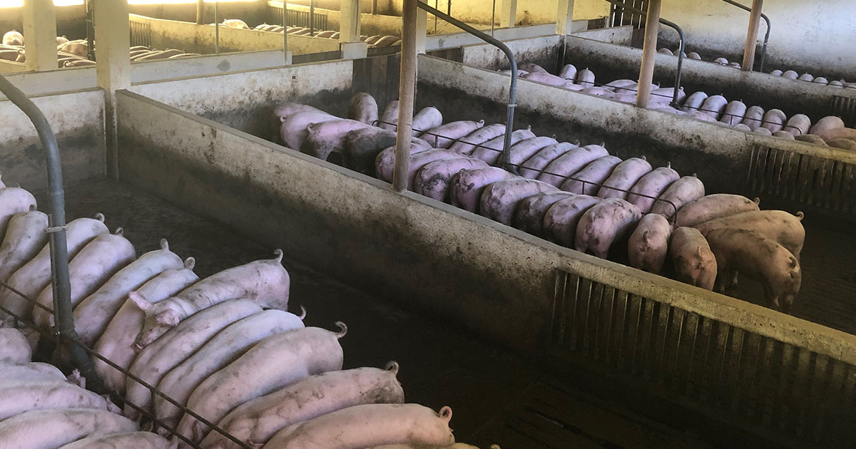 Amendă severă pentru un crescător de porci din județ. Alții au primit avertismente