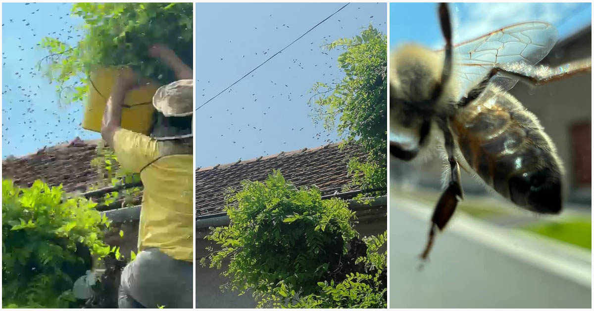 FOTO/VIDEO. Intervenție neobișnuită pentru jandarmii dintr-un județ. Chemați în ajutor de soția unui bărbat atacat de albine