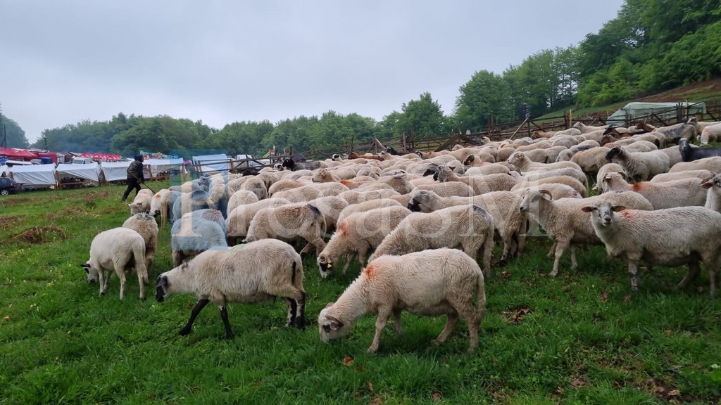 HOCUS-POCUS la Satu Mare. Misterul unei turme de 550 de oi, dispărută fără urmă