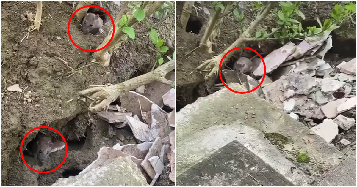 VIDEO. "Vecinii" de la colțul blocului. Cuib de șobolani, filmat într-un cartier din Satu Mare