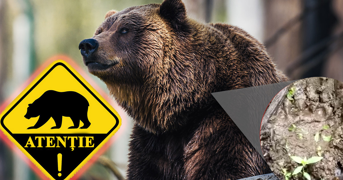 ATENȚIE! Urși reperați într-o zonă de drumeții din județul Satu Mare