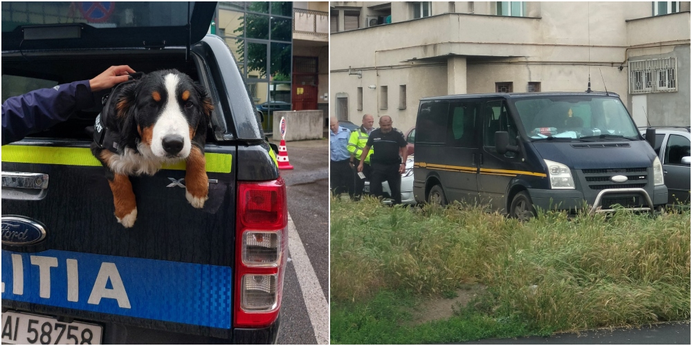 FOTO. Trei bătăuși urmăriți de Poliție, în Satu Mare. Câinele lor, în pericol, salvat de Poliția Animalelor