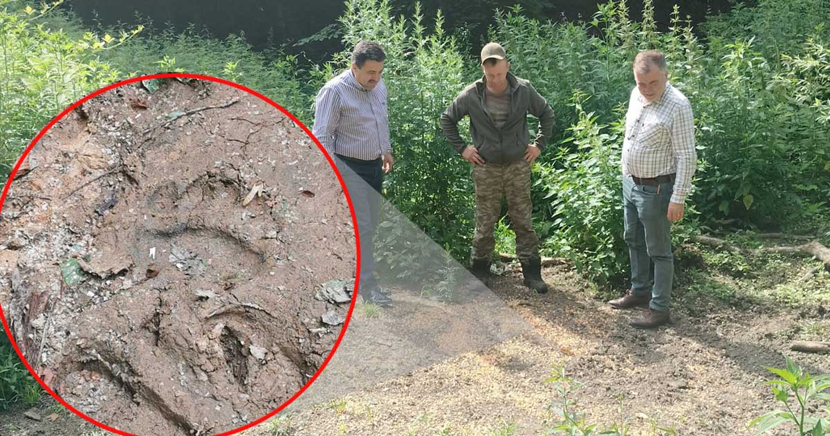 FOTO. Prefectul județului s-a dus la Crucișor. A dat și el peste urmele de urs