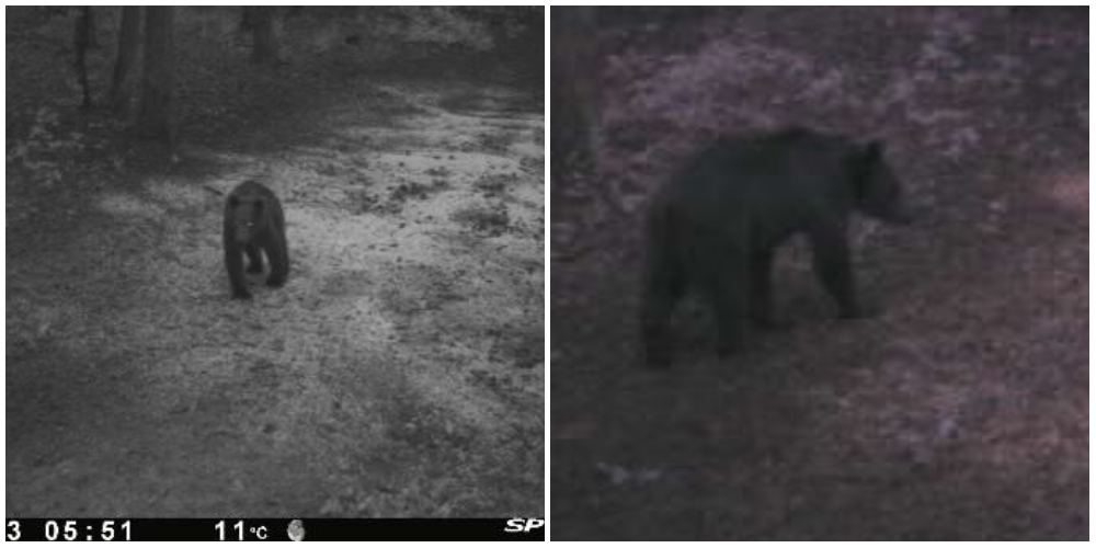 FOTO. AVERTIZARE. Urs filmat în alte 3 comune din județul Satu Mare