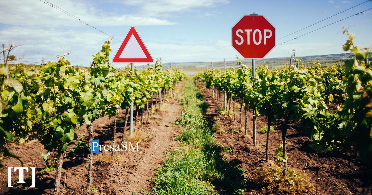 Disperare la Satu Mare: Indicatoare rutiere, furate și folosite ca și țăruși pentru vie