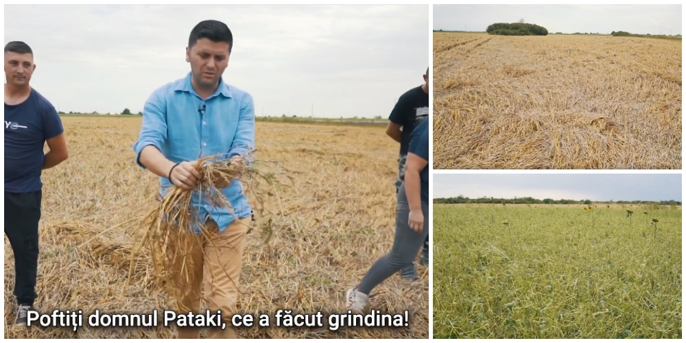VIDEO. Grindina a făcut ravagii în agricultură, în județul Satu Mare. E prăpăd în unele zone